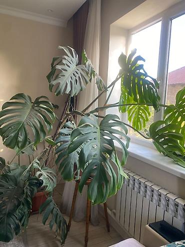 Монстеры: Монстера делициоза (Monstera deliciosa) — крупное комнатное растение с — 3