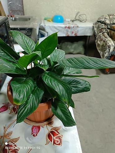 день сяпина: Спатифиллум (Spathiphyllum) в горшке - Пышный куст с крупными — 1