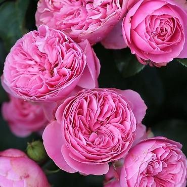 Роза: Саженцы — 1