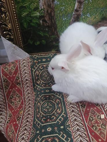 Dovşanlar: Dovşan yemi 2-azn Bala Dovşanlar 5azn. Apilka (Yonqar 1.50azn) — 15