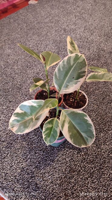 садовые украшения: Фикус каучуконосный (Ficus elastica), вариегатные и зеленые формы в