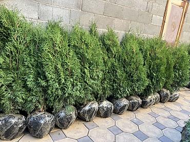 живая фороль: Хвойные деревья с комом земли (в мешках) для озеленения участков — 3