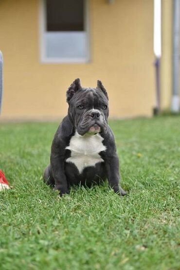 Psi: Dostupni stenci american bully Starosti 4 meseca Primili sve vakcine — 7