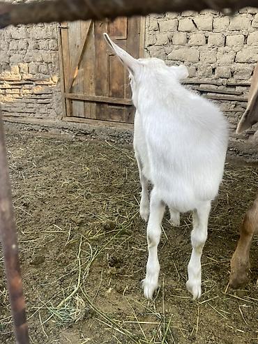 кой кисар: Продаю | Козлёнок | Для разведения | Племенные — 6