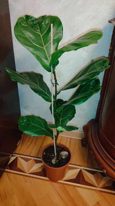 Otaq bitkiləri: Ficus lryata 83 sm 🌿 Sumqayıt daxili pulsuz Bakıya 3₼ çatdırılma