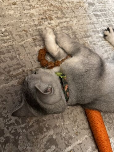 Вязка кошек: Мальчик шотландский скотиш страйт Окрас : белая шиншила Нужна девочка — 3