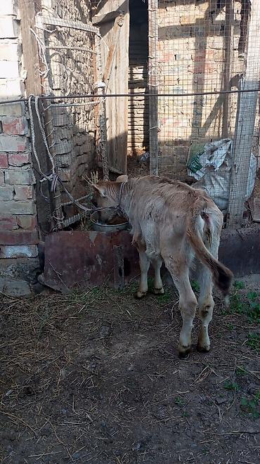 Коровы, быки: Продаю | Бык (самец), Тёлка — 3