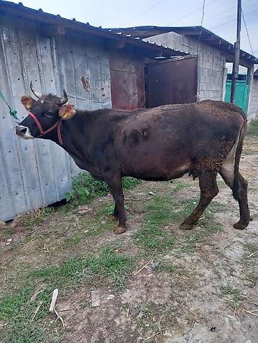 бирка для крс: Продаю | Корова (самка) — 3