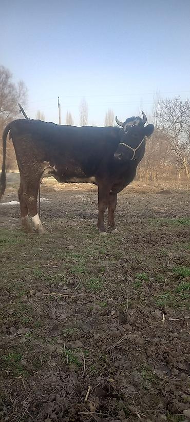 Коровы, быки: Продаю | Тёлка, Музоо, торпок | Алатауская — 1
