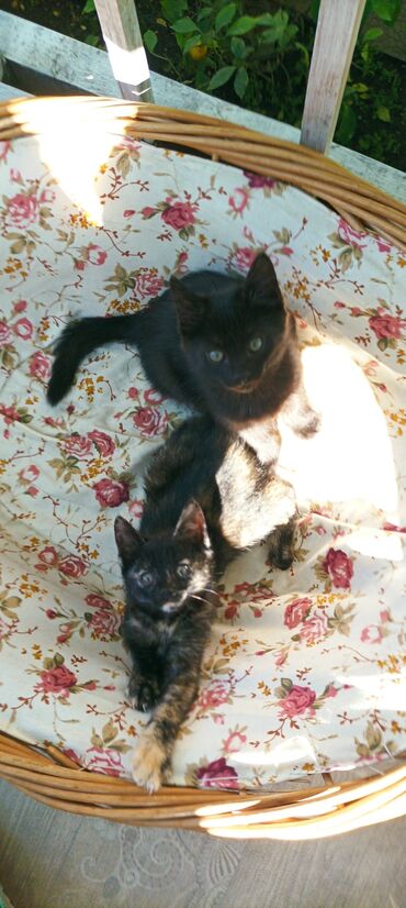 котята в дар: Котята породистые воспитанные,девочка черепаха,мальчик черный,2
