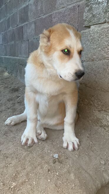 защита от собак: Продаются щенки Алабая (САО) 5 месяцев Черно белый кобель -600$ Рыже