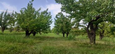 Meyvə və giləmeyvə: Məhsul: Ərik bağı – yetişmiş ərik meyvələri Təsvir: - Şəkillərdə — 9