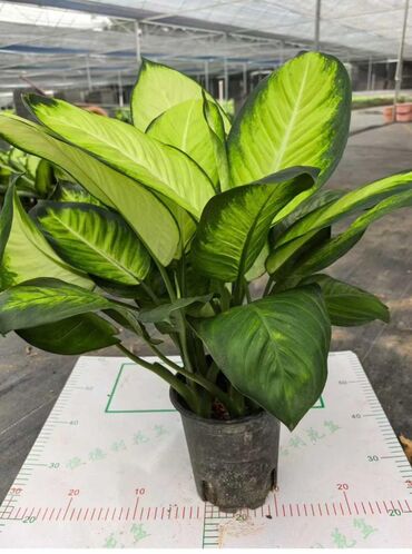 Другие товары для дома и сада: Продаются цветы — 11