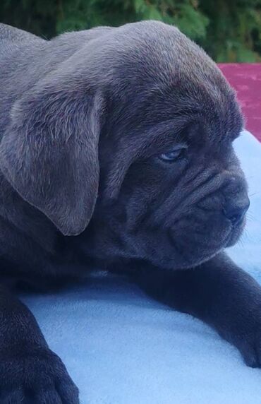 Psi: Ako tražite vernog člana porodice, obratite se nama i postanite — 22