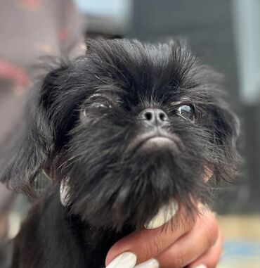 Psi: Na prodaju 4 ženke: Belgijski Grifon. Petit Brabancon. Exotic boja na lalafo.rs — 3 Psi: Na prodaju 4 ženke: Belgijski Grifon. Petit Brabancon. Exotic boja — 3