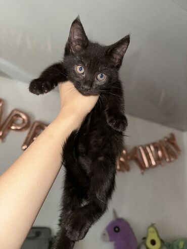 скоттиш страйт шотландская прямоухая кошка: Скотиш Фолд (Шотландская вислоухая), 1 месяц, Мальчик, Метис, Приучена к лотку
