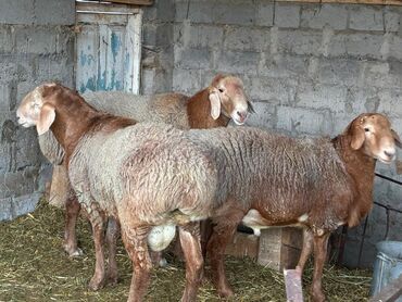сколько стоит домик для кошки: Продаю | Баран (самец) | Арашан | Для разведения | Племенные