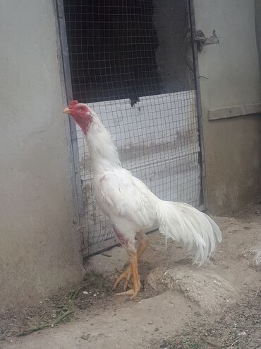 heyrati xoruzdarin satisi: Xoruz, Heyratı, il: 1