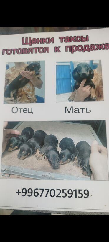 йоркширский терьер сколько стоит: Продаю щенков таксы родились 6 августа осталось три девочки. Только