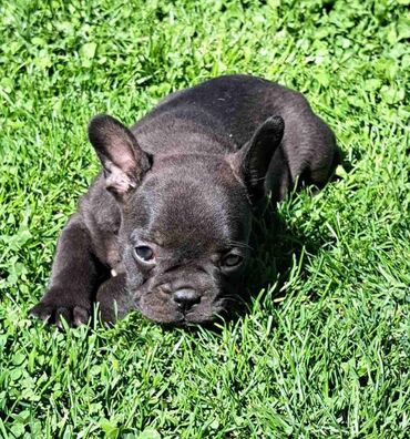 Psi: Prelepi štenci francuskog buldoga na prodaju. Očišćeni od parazita i na lalafo.rs — 2 Psi: Prelepi štenci francuskog buldoga na prodaju. Očišćeni od parazita i — 2