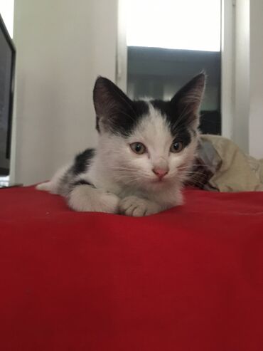 бесплатные котята: 3 месяца, Девочка, Проглистована, Приучена к лотку