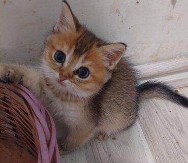 Pişiklər: Britan, Yaxşı əllərə — 6