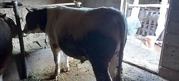 Коровы, быки: Продаю | Бык (самец) | На забой | Привязанные — 3