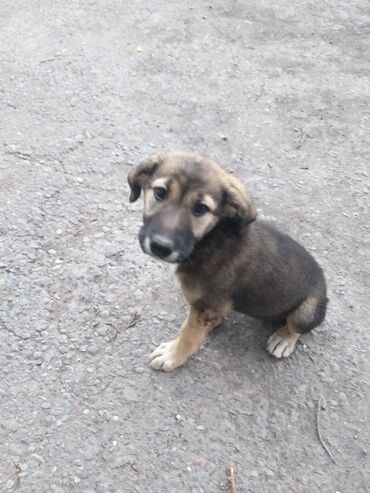 ветеринар для собак: Бездомные щенки ждут своего хозяина