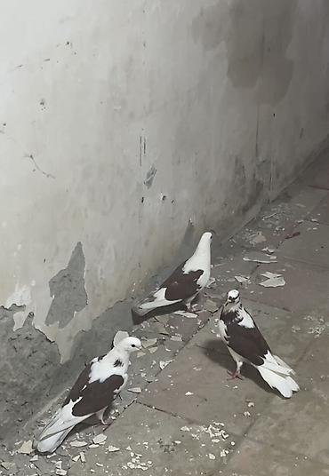 danşan quş: Hazır cütdülər təmiz bakı quşlarl təmiz çeplərdi. 3ü 50manat — 2