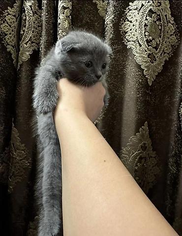 Pişiklər: Şotland — 7