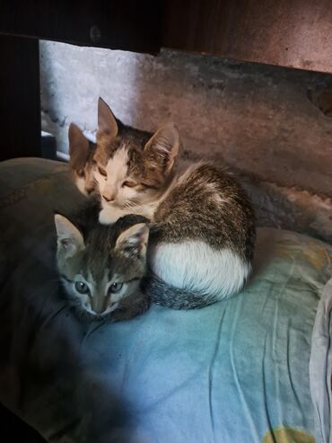 Отдам даром кошку: Очаровательные котята-дворяне на фотографиях: - Окрас: полосатые табби