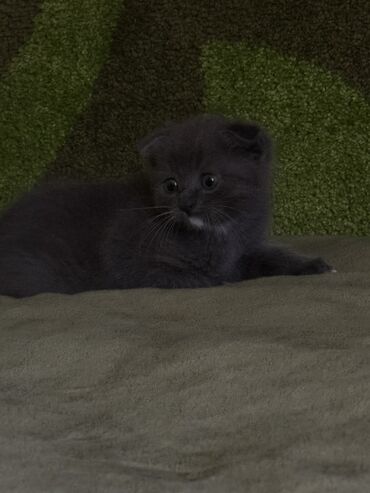 сколько стоят вислоухие кошки: Скотиш Фолд (Шотландская вислоухая), 1 месяц, Девочка, Биколор, Приучена к лотку, Проглистована