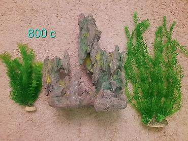 Рыбы: Продам растения и гроты для аквариума в хорошем состоянии,цена указана — 11