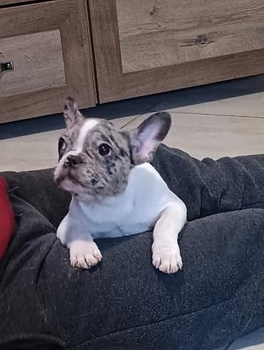 Psi: Stenad francuskog buldoga dva merle muzjaka 3.5 meseca Vakcinisani — 9