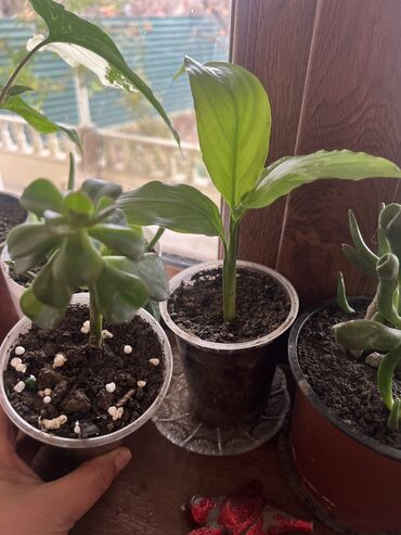 Otaq bitkiləri: Her nov guler var endirimnen verecem Gencedi istiyen yazsin satiş — 94