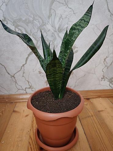 Otaq bitkiləri: Sansevieria (Qaynanadili) – otaq bitkisi, saxlamağı asan - Növ — 2