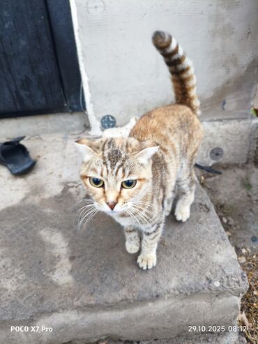 где можно купить кошку: Ургаачы, Лотокко барууга үйрөтүлгөн