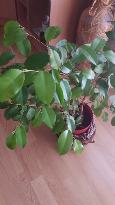 difenbahija u spavacoj sobi: Other Houseplants