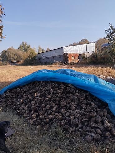 породистые собаки бесплатно: Продаю сахарную свеклу, для каров и баранов
Цена 4.50 — 1