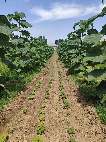 Другие виды семян и саженцев: ПАВЛОВНИЯ КОЧОТТОРУ САТЫЛАТ СОРТТОРУ: -ФТЭ - ШАНГТОНГ - ПАОТОНГ Z 07 — 7