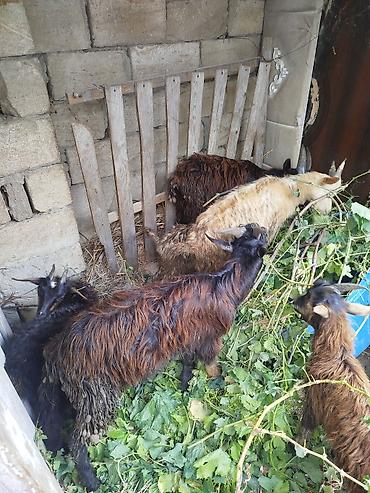 Keçilər, çəpişlər: 11 ədəd çəpişdi 3 ayliq çepislərdi sağlam heyvanlardi ot arpa yeyir — 5
