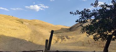 Сельхоз предприятия: Продается Кашара Фермерское- хозяйство с действующим бизнесом и с — 25