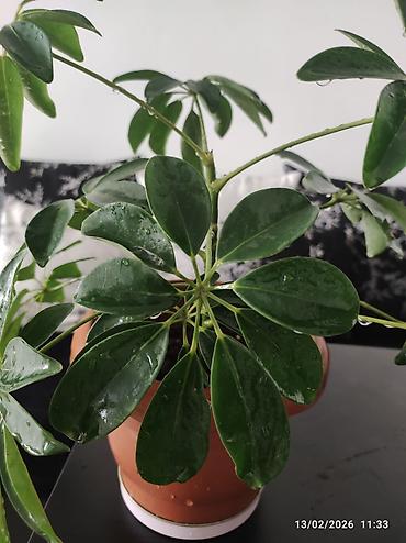 roza: Schefflera (zondar ağacı) – otaq bitkisi, terrakota rəngli plastik — 2