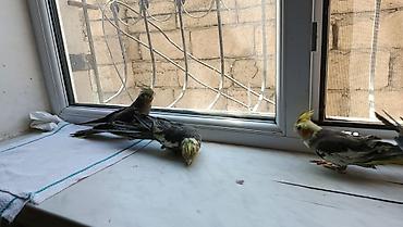 papuqay type 1: Korella balalari satilir 4-5 aykiqdilar ele oyresibler 4 ededi biri — 5
