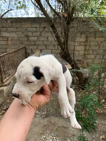 одежда для собак в баку: Amstaff/Pitbull penvendli 1 ayliq 4 dişi 4 erkek Şəkillərdə balaca — 3