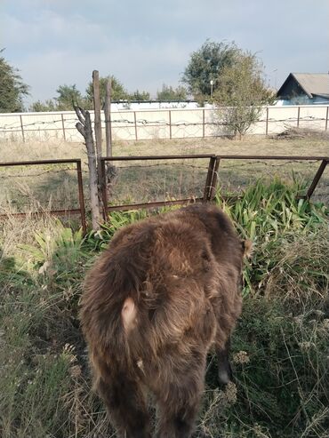 рога у коровы: Продаю | Бык (самец), Музоо, торпок | На забой, Для разведения, На откорм | Осеменитель