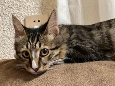 Кошки: 🐾 Yaxşı əllərə 🐾 Tomi cəmi 5 aylıqdır. Bir ay əvvəl onu maşın