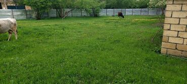 Torpaq sahələrinin satışı: Torpaq satılır Qəbələdə, Daşca kəndində! 🏞️ Təbii gözəlliklərlə -da lalafo.az — 3 Torpaq sahələrinin satışı: Torpaq satılır Qəbələdə, Daşca kəndində! 🏞️ Təbii gözəlliklərlə — 3