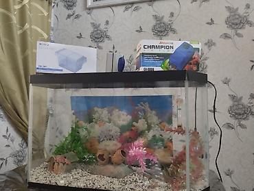 Akvarium aksessuar və ləvazimatları: Boş, 84 l, Ünvandan götürmə — 4