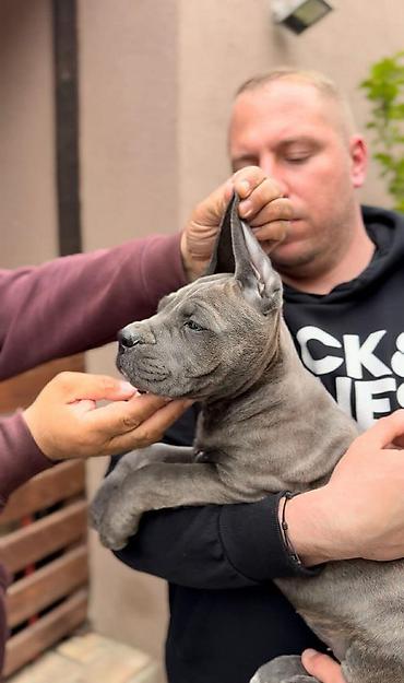Psi: Dostupni za rezervaciju stenci Cane Corso iz registrovane — 5